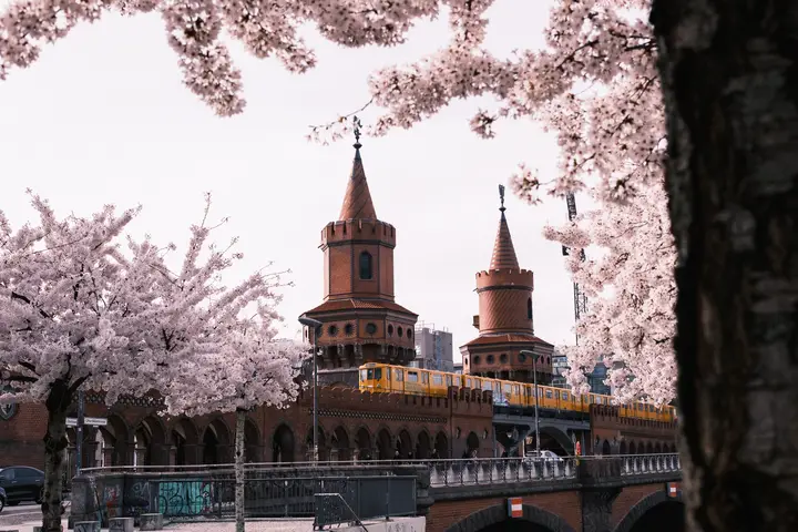 Berlin no sakura